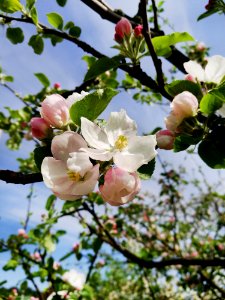 Blossom Branch Spring Flower