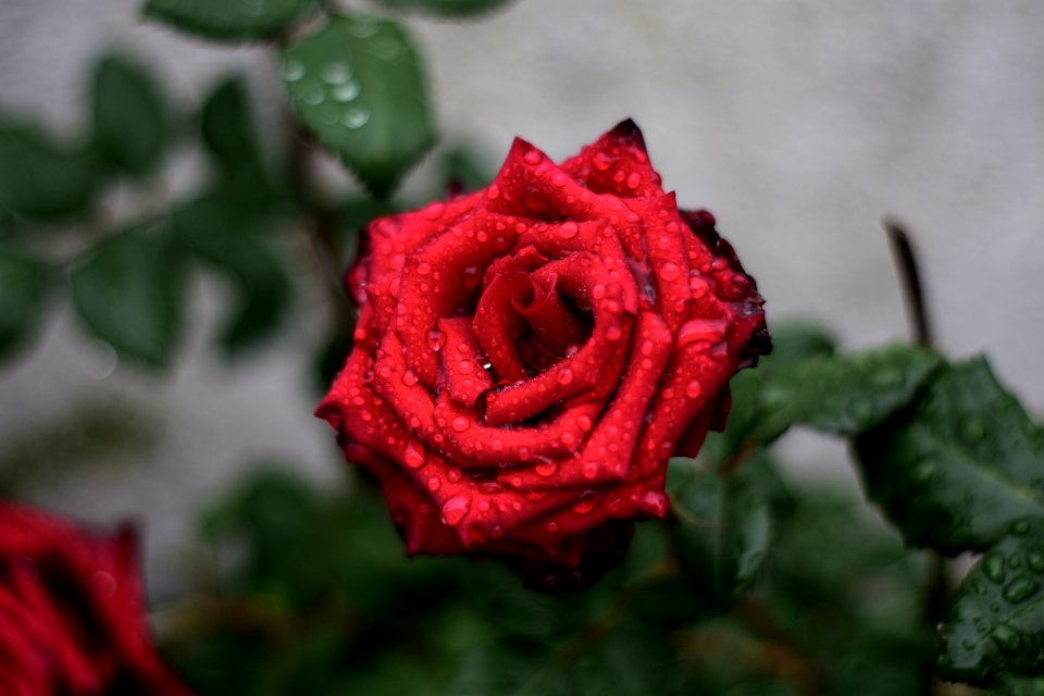 Red Rose Flower Rose Family
