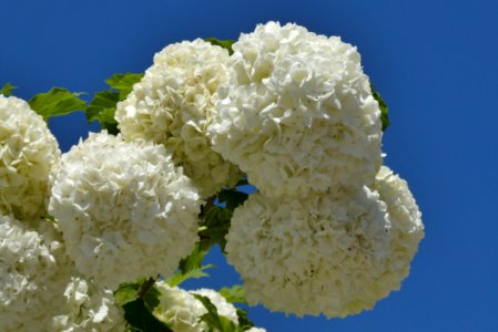White Flower Hydrangea Viburnum