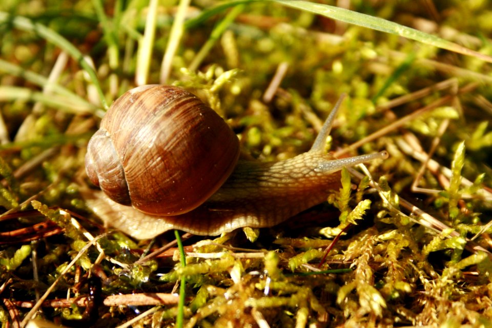 Snails And Slugs Snail Molluscs Terrestrial Animal