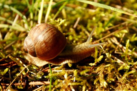 Snails And Slugs Snail Molluscs Terrestrial Animal