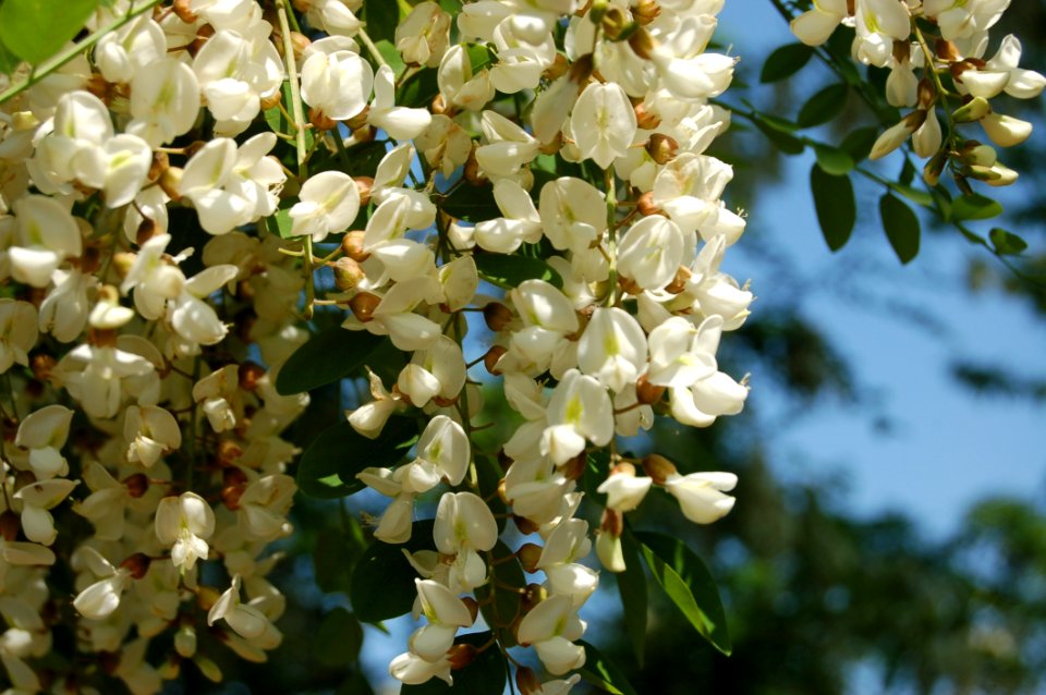 Flora Spring Flower Blossom
