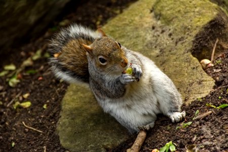 Mammal Squirrel Fauna Fox Squirrel photo