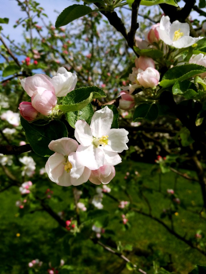 Blossom Flower Spring Flora