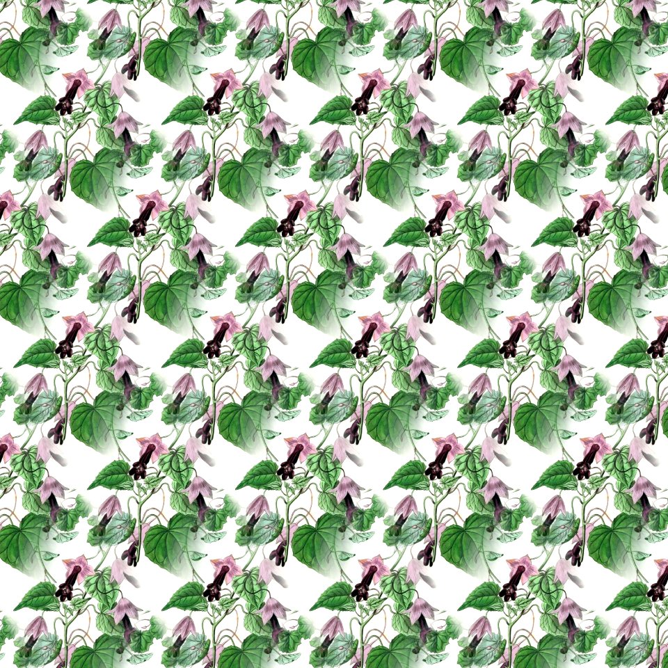 Plant Purple Flower Groundcover