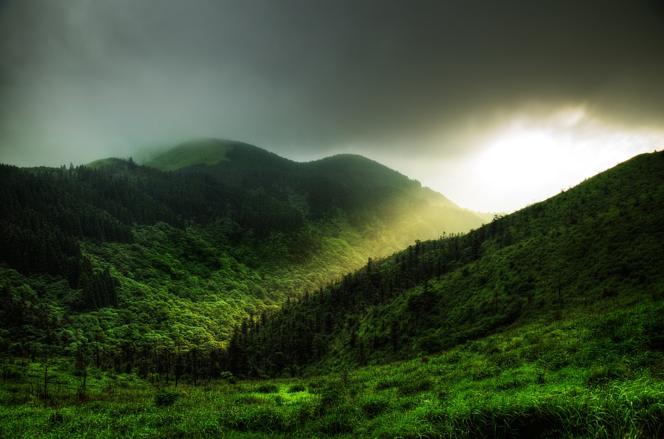 Tree grass wugongshan