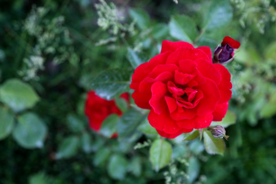 Rose Flower Rose Family Flowering Plant