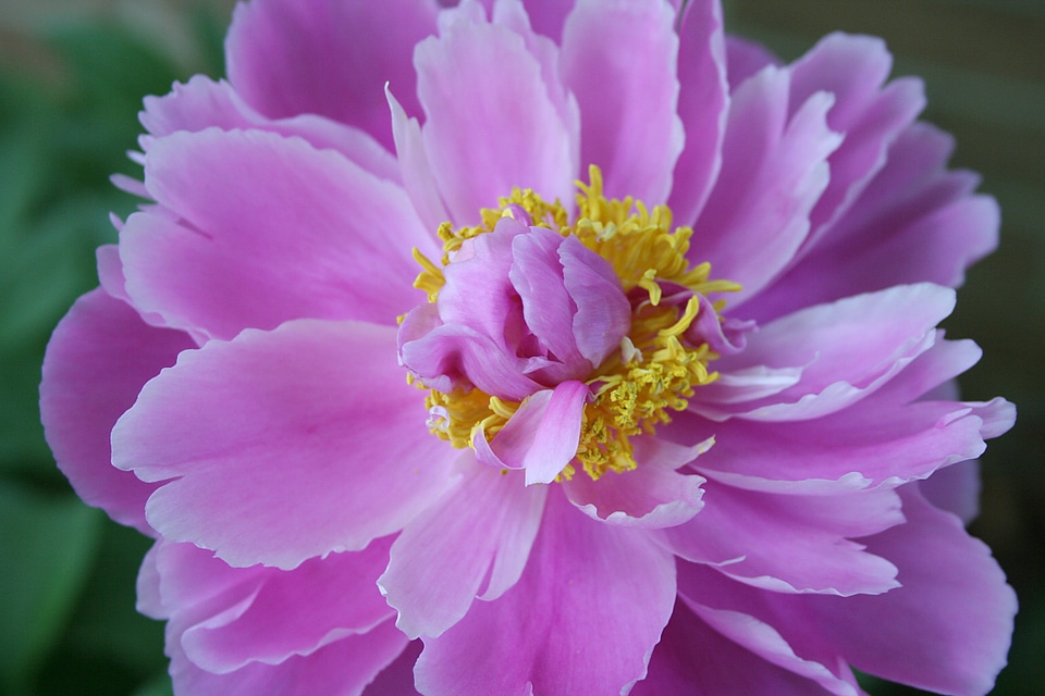 Flower pink floral