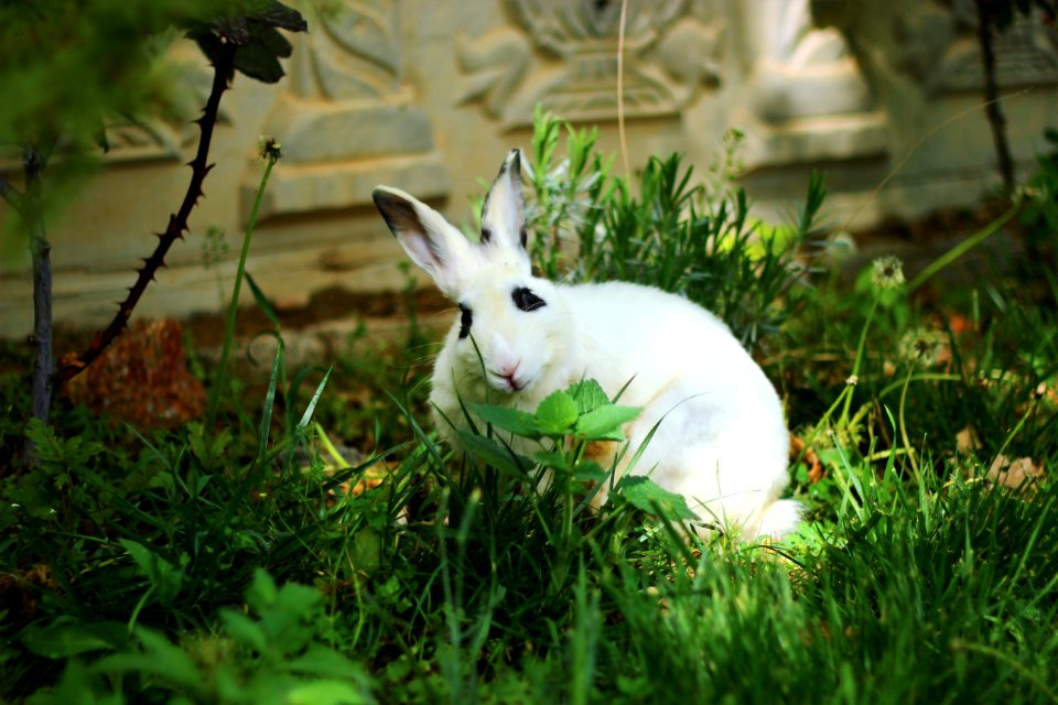 Fauna Rabbit Domestic Rabbit Grass