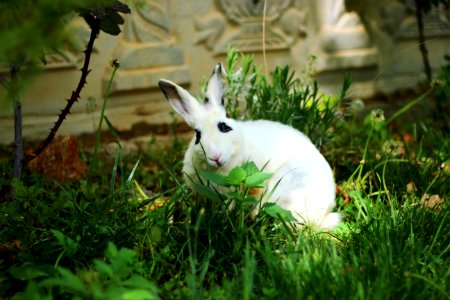 Fauna Rabbit Domestic Rabbit Grass