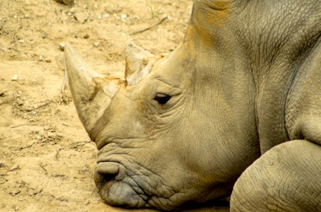 Rhinoceros Terrestrial Animal Wildlife Fauna photo