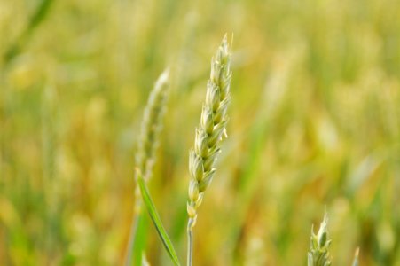 Grass Grass Family Field Food Grain