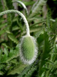 Plant Flower Flora Flowering Plant