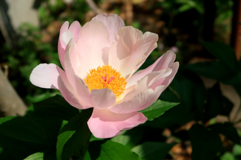 Flower Plant Flowering Plant Flora
