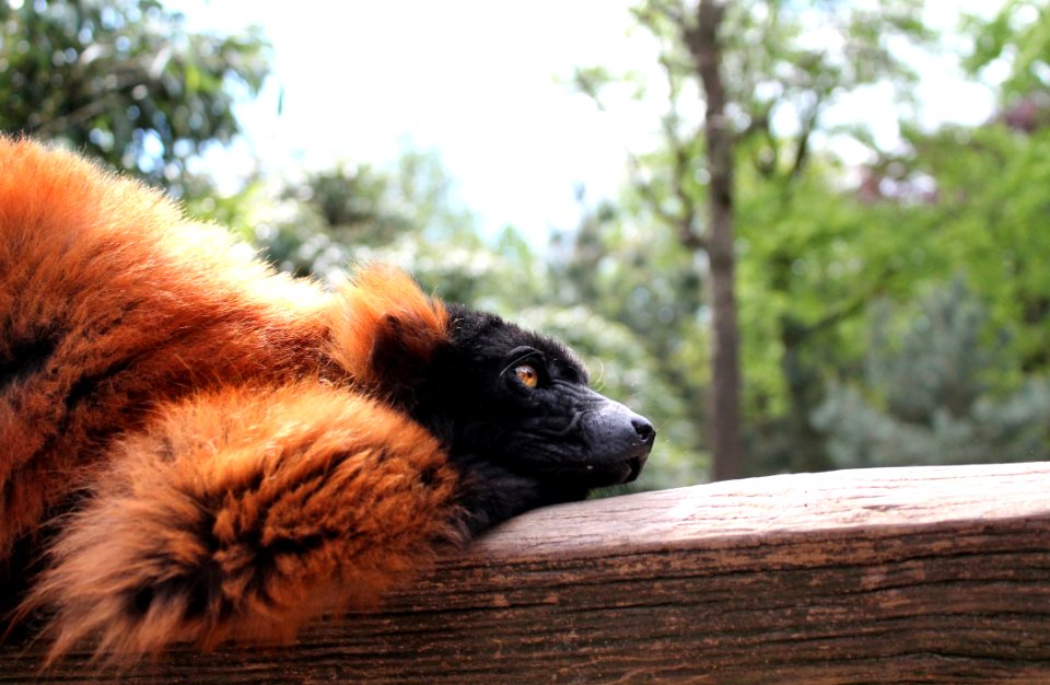Fauna Dog Breed Group Wildlife Snout