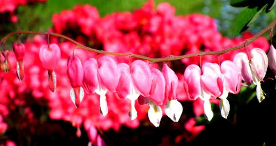 Pink Flower Flora Plant photo