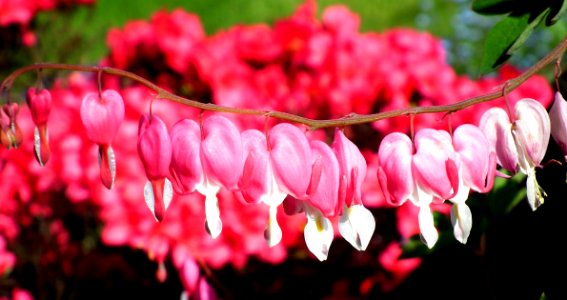 Pink Flower Flora Plant