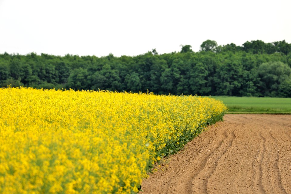 Yellow Rapeseed Field Canola