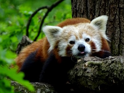 Red Panda Mammal Terrestrial Animal Fauna