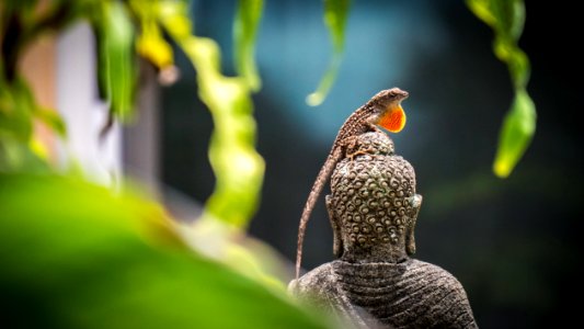 Beak Fauna Bird Close Up photo