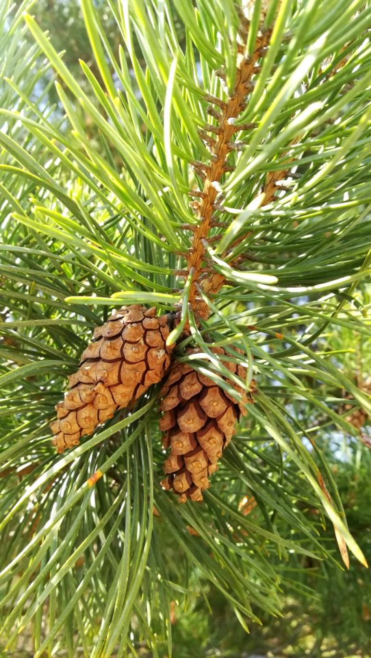 Pine Family Tree Conifer Cone Pine photo