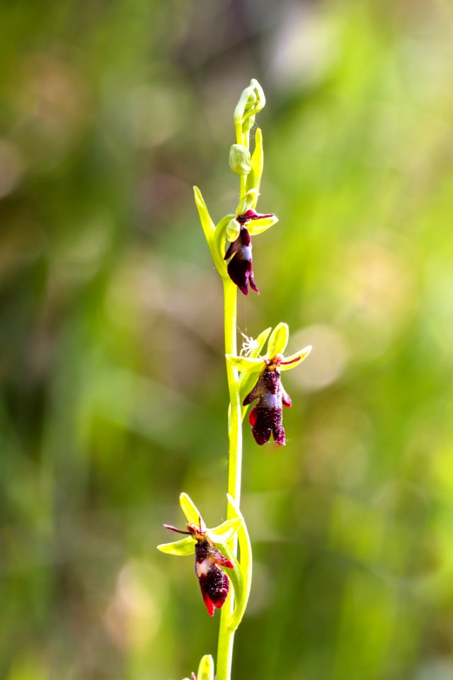 Plant Flora Flower Flowering Plant