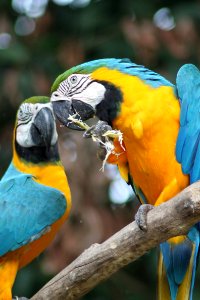 Bird Macaw Parrot Beak