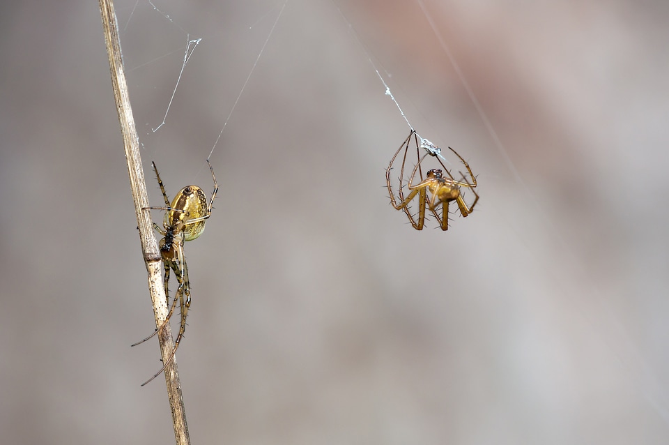 Female males bridal gift