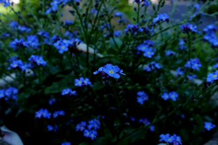 Blue Flower Plant Forget Me Not