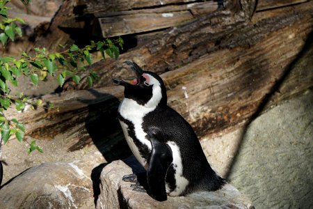 Fauna Flightless Bird Penguin Bird