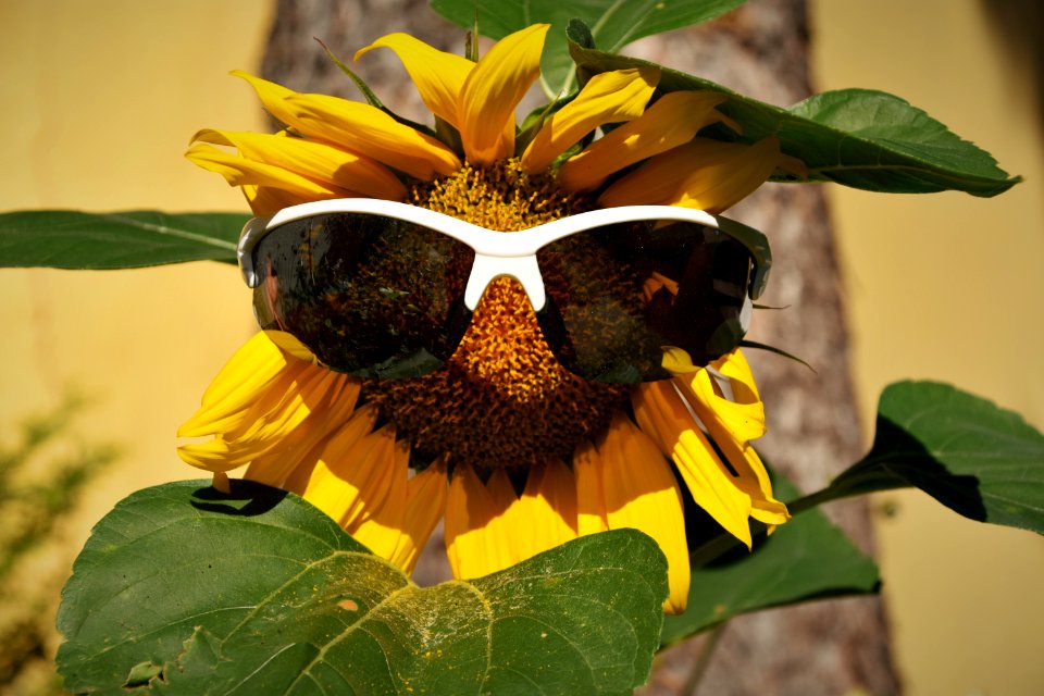 Flower Sunflower Yellow Plant