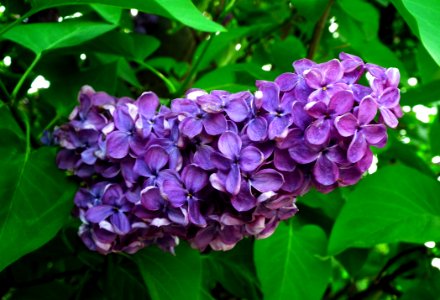 Flower Plant Lilac Purple photo
