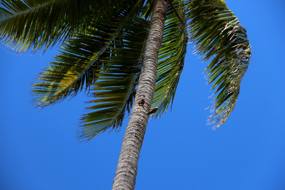 Sky Tree Palm Tree Arecales