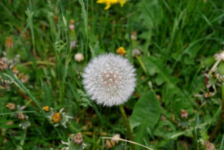 Flower Flora Plant Dandelion