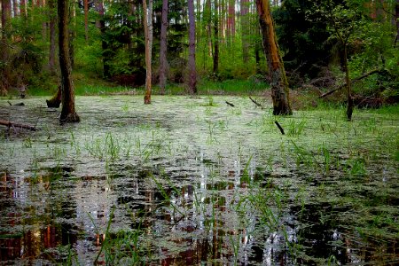 Water Swamp Ecosystem Wetland photo