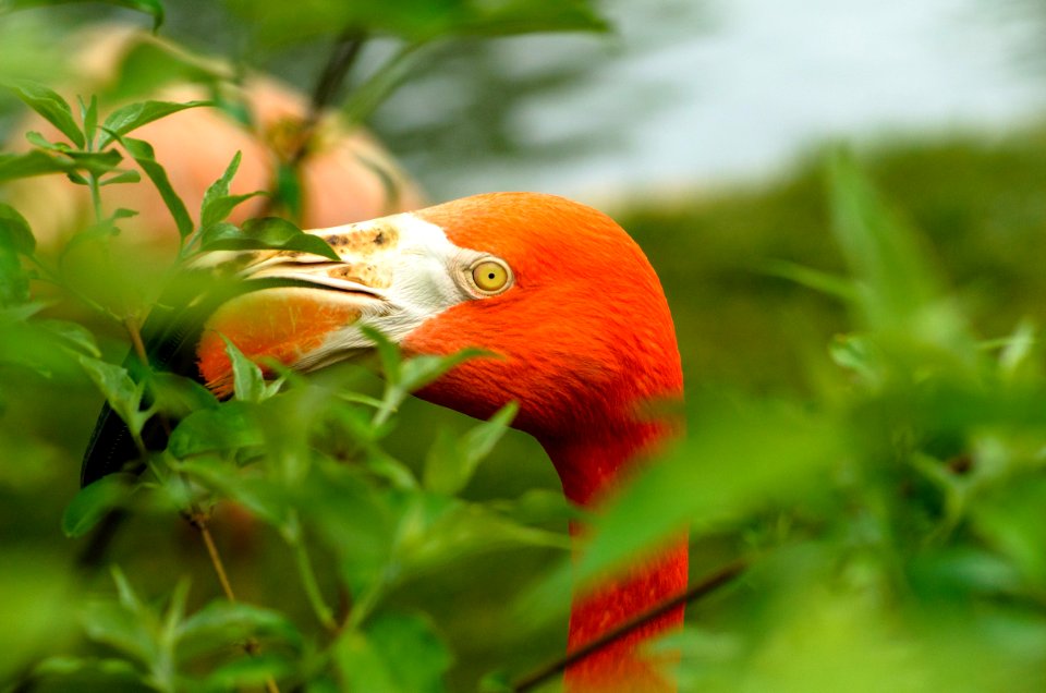 Bird Beak Close Up Fauna