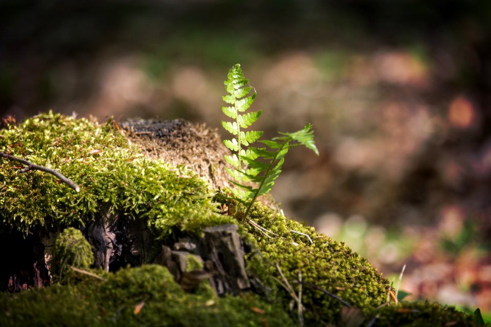 Vegetation Leaf Branch Plant