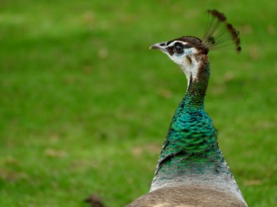 Peafowl Bird Beak Ecosystem