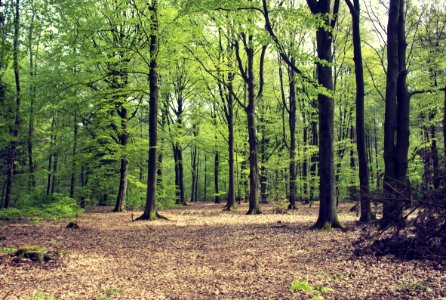 Woodland Ecosystem Forest Temperate Broadleaf And Mixed Forest photo