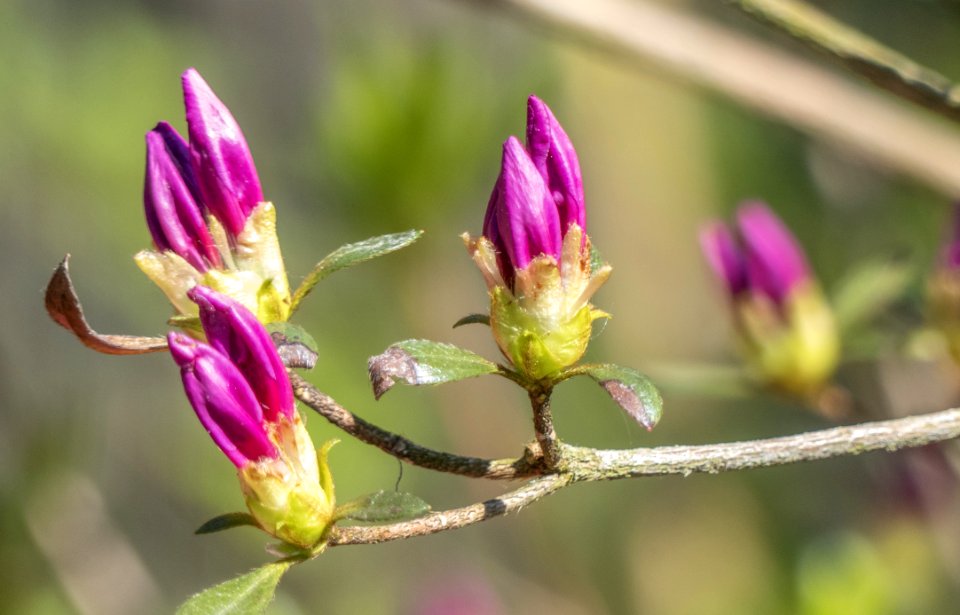 Flower Plant Bud Flora