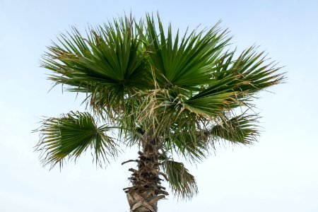 Borassus Flabellifer Tree Plant Arecales photo