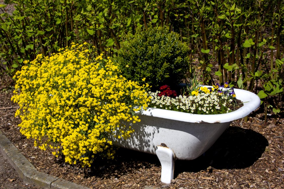 Plant Yellow Flower Flowerpot