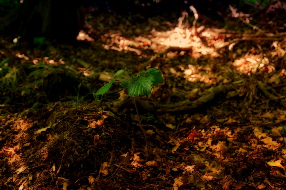 Vegetation Deciduous Leaf Forest