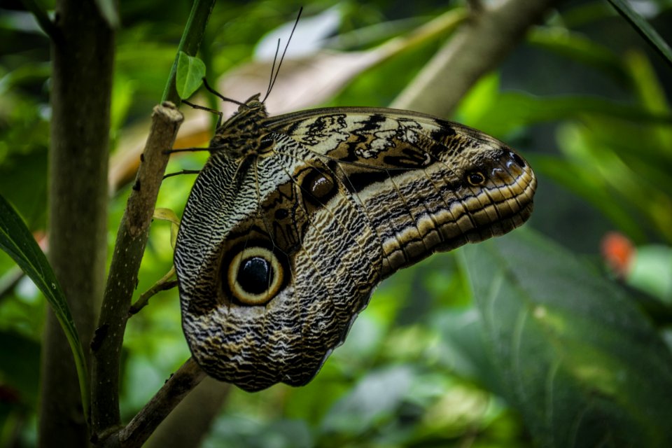 Moths And Butterflies Butterfly Fauna Insect