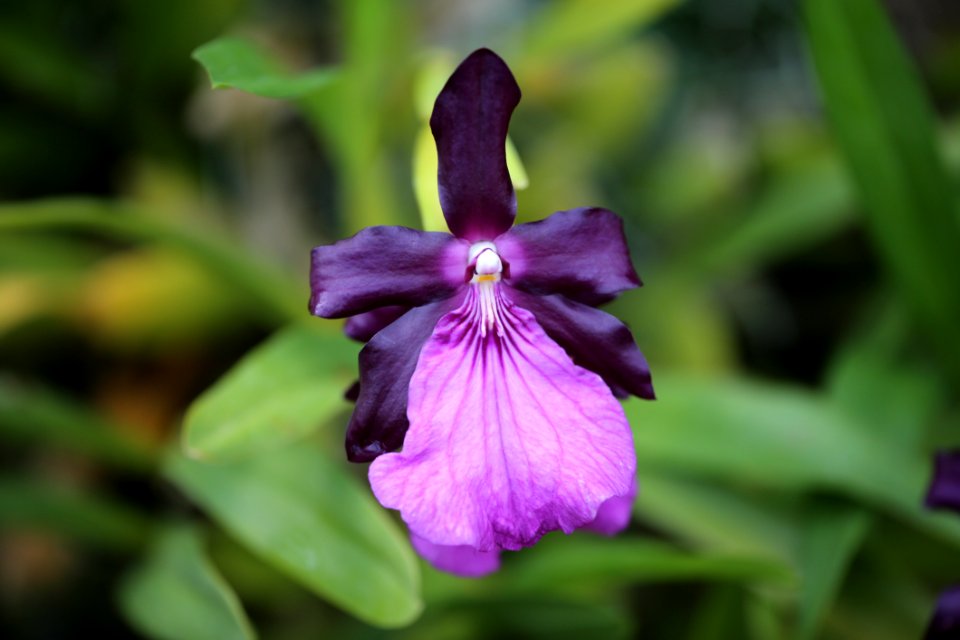Flower Flora Plant Purple