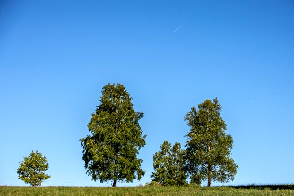 Sky Tree Ecosystem Woody Plant