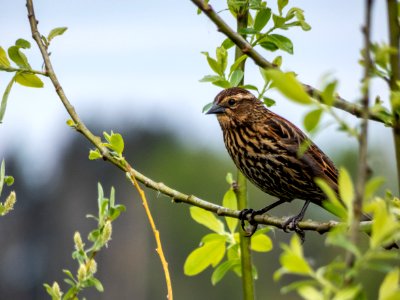 Bird Fauna Beak Sparrow photo