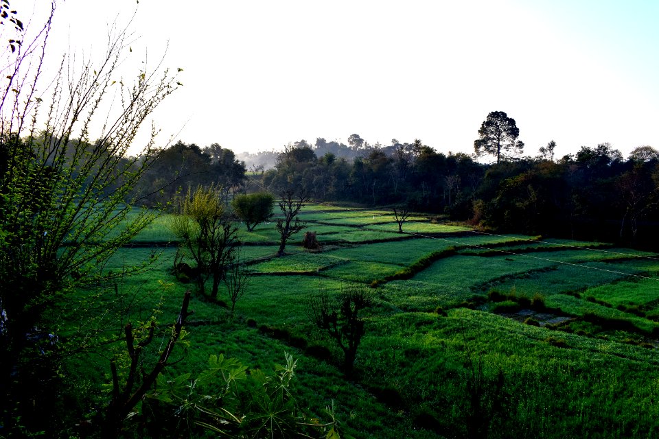 Nature Grassland Vegetation Field