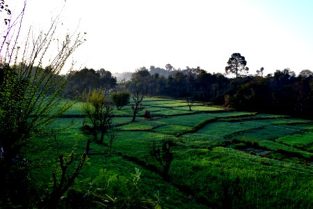 Nature Grassland Vegetation Field