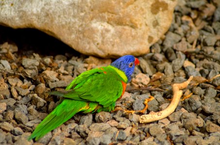 Bird Fauna Beak Parakeet photo